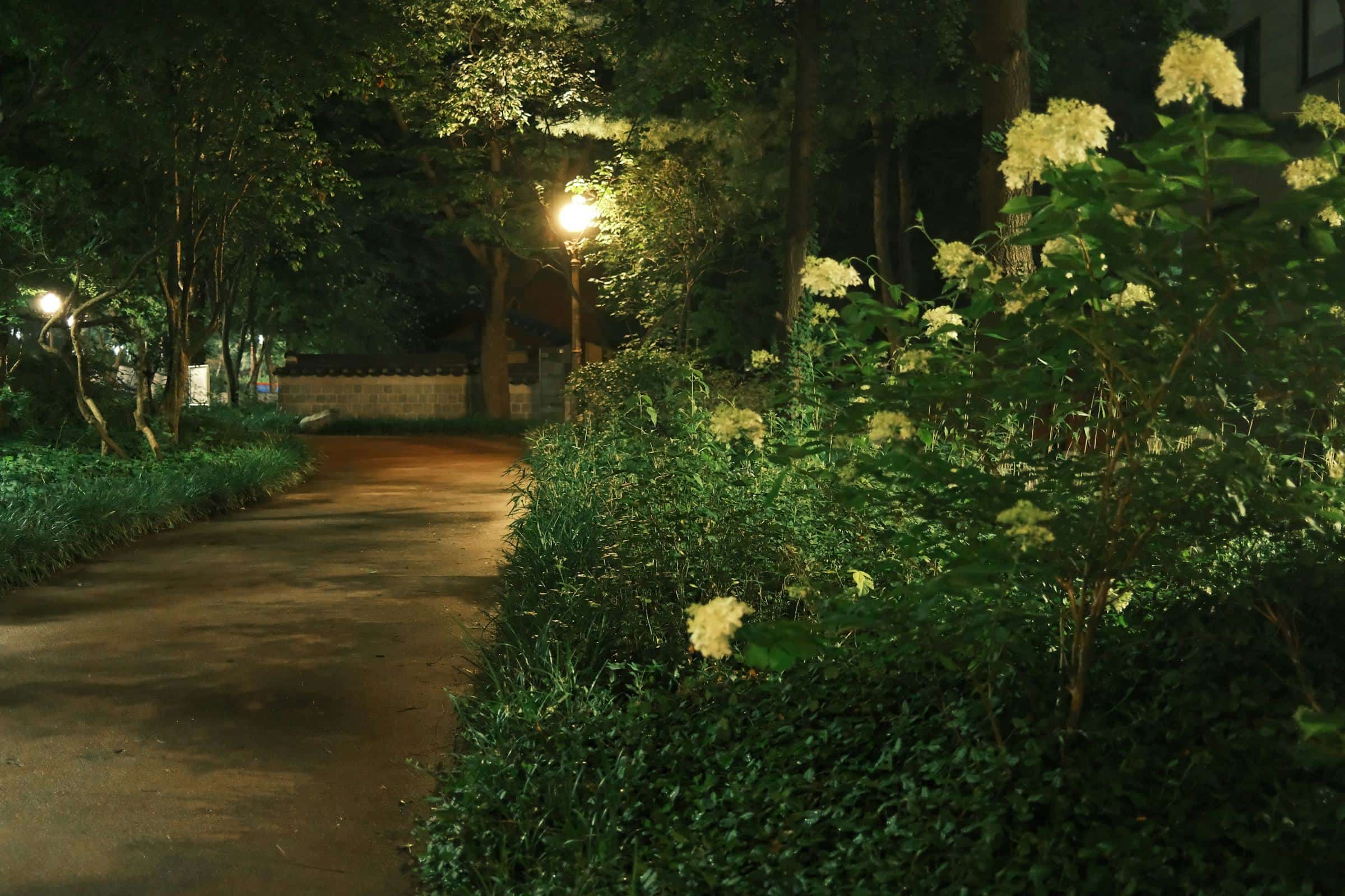 Lamp-lit garden path with flowering shrubs at night